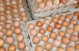 Eggs