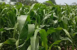 Sweet corn 🌽🌽🌽
