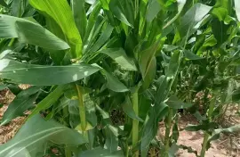 Sweet corn 🌽🌽🌽