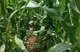 Sweet corn 🌽🌽🌽