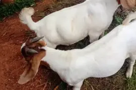 Boer Goats