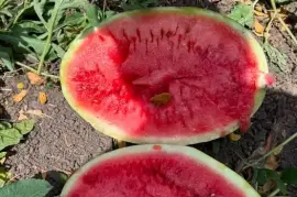 Watermelons