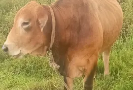Cow