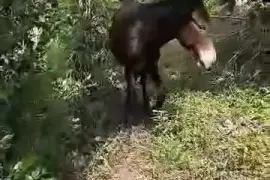 Donkey