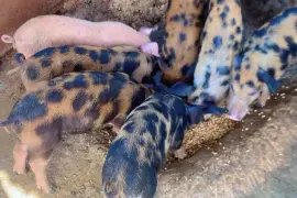 Pigs