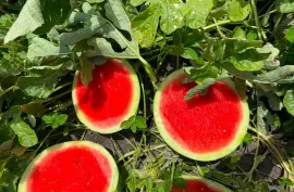 Small Melons
