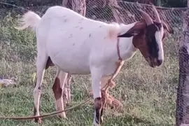 Ram Goat Up For Rehoming