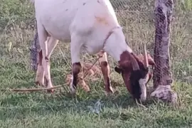 Ram Goat Up For Rehoming