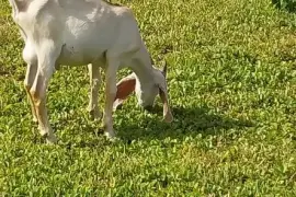 Young Graded Nubian Buck