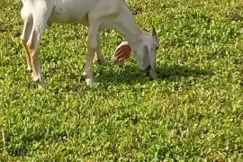 Young Graded Nubian Buck