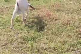 Young Graded Nubian Buck