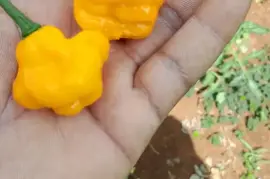 Scotch Bonnet Peppers