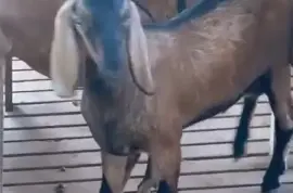 Goats