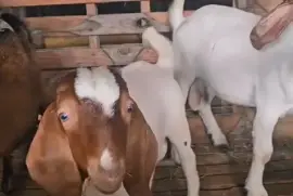 Goats