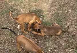 Ridgeback x Doberman mix
