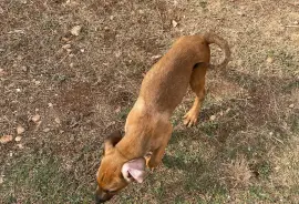 Ridgeback x Doberman mix