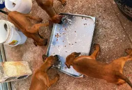 Ridgeback x Doberman mix