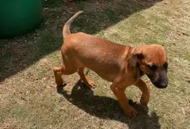 Ridgeback x Doberman mix