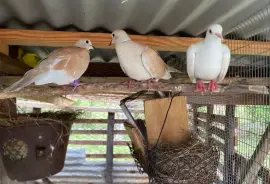 Ring Neck Doves 