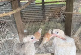 Ring Neck Doves 
