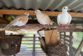 Ring Neck Doves 