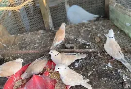 Ring Neck Doves 