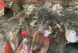 Ring Neck Doves 