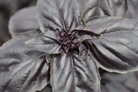 AMETHYST BASIL – Gourmet & Gorgeous Purple Herb