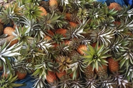 Pineapples available