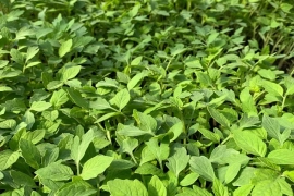 Brown Lettuce Seedlings