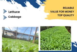 Brown Lettuce Seedlings