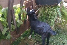 Mohter with 2 she kid