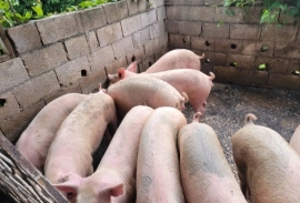 Pigs between 160/180 lbs