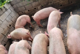 Pigs between 160/180 lbs