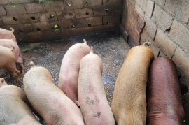 Pigs between 160/180 lbs