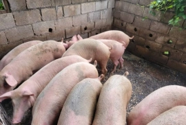 Pigs between 160/180 lbs