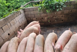 Pigs between 160/180 lbs