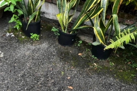 Plants