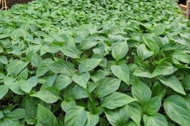 Nikita hybrid sweet pepper