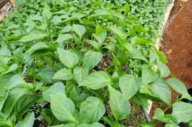 Nikita hybrid sweet pepper