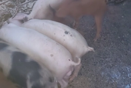 Pigs