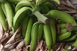 Green PLANTAINS available 100 pounds