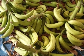 Green PLANTAINS available 100 pounds