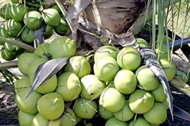Dwarf Coconut plants