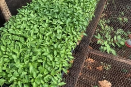 Revelation Sweet Pepper