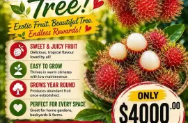 Rambutan Fruit Trees