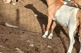 3 Female Goats