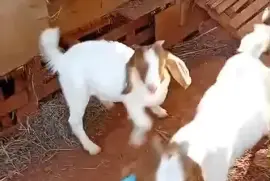 Purebred Boer bucks