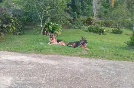 2 year old Registered Male German Shepherd