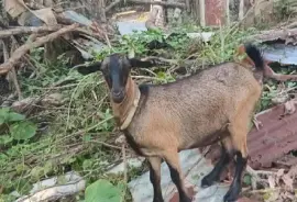 2 Female 1 Ram